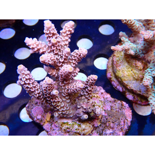 Acropora tenuis Bali Farmzucht