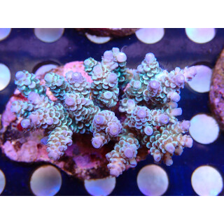 Acropora tenuis Bali Farmzucht