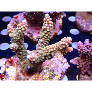 Acropora sp. Bali Farmzucht