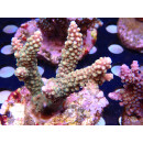 Acropora sp. Bali Farmzucht