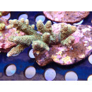 Acropora millepora Bali Farmzucht