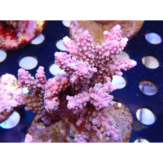 Acropora nasuta Bali Farmzucht