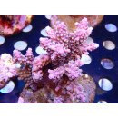 Acropora nasuta Bali Farmzucht