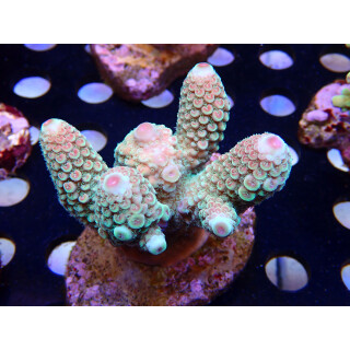 Acropora Digitifera Bali Farmzucht