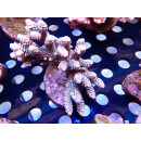 Acropora tenuis Bali Farmzucht