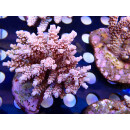 Acropora tenuis Bali Farmzucht