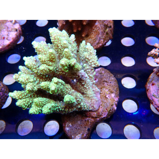 Acropora sp. Bali Farmzucht