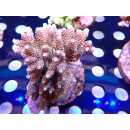 Acropora millepora Bali Farmzucht