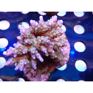 Acropora Solitariensis  Bali Farmzucht