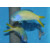 Hoplolatilus starcki - Bluehead Tilefish, Blue Jaw Tilefish
