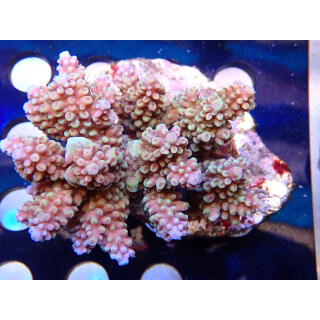 Acropora nasuta Bali Farmzucht