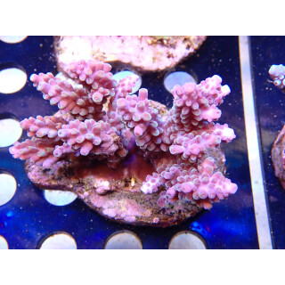 Acropora nasuta Bali Farmzucht