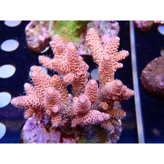 Acropora millepora Bali Farmzucht