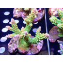 Acropora divaricata "Sour Patch" Bali Farmzucht