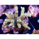 Acropora millepora Bali Farmzucht