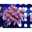 Acropora millepora Bali Farmzucht