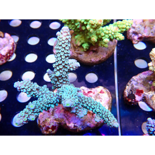 Acropora hoeksemai blue Bali Farmzucht