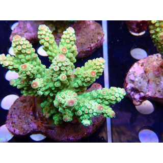 Acropora florida Bali Farmzucht