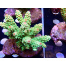 Acropora florida Bali Farmzucht