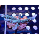 Acropora hoeksemai blue Bali Farmzucht