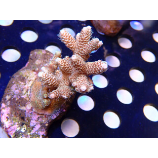 Acropora millepora Bali Farmzucht