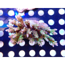 Acropora sp. Bali Farmzucht