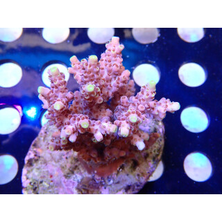 Acropora selago red Bali Farmzucht