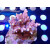 Acropora selago red Bali Farmzucht