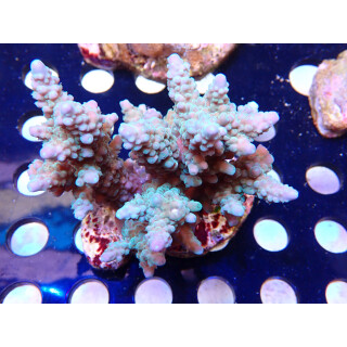 Acropora sp. Bali Farmzucht