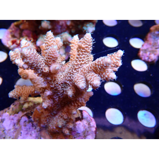 Acropora millepora Bali Farmzucht