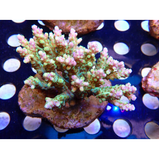 Acropora sp. Bali Farmzucht