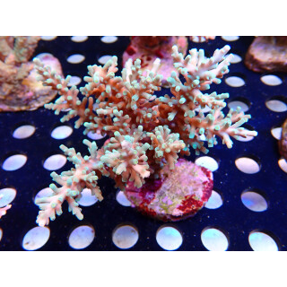 Acropora echinata Bali Farmzucht