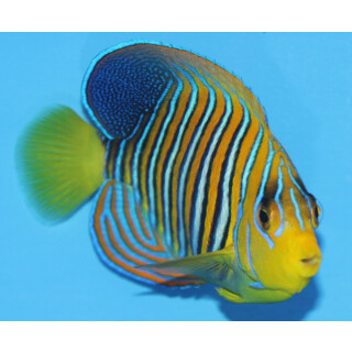 Pygoplites diacanthus - Pfauenkaiserfisch yellow belly (Indian Ocean)
