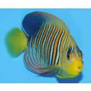 Pygoplites diacanthus - Pfauenkaiserfisch yellow belly (Indian Ocean)