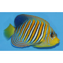 Pygoplites diacanthus - Pfauenkaiserfisch yellow belly (Indian Ocean)