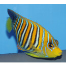 Pygoplites diacanthus - Pfauenkaiserfisch Gelbbauch (Indischer Ozean)