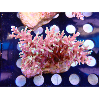 Acropora carduus "Red Dragon" Bali Farmzucht