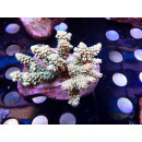 Acropora tenuis Bali Farmzucht