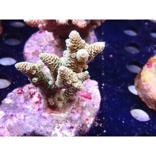 Acropora millepora Bali Farmzucht