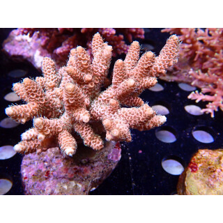 Acropora millepora Bali Farmzucht