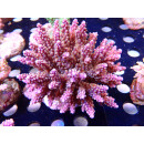 Acropora valida purple Bali Farmzucht