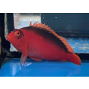 Neocirrhites armatus - Flame hawkfish
