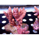 Acropora Latistella Bali Farmzucht