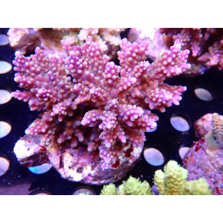 Acropora valida purple Bali Farmzucht