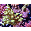 Acropora millepora Bali Farmzucht