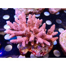 Acropora millepora Bali Farmzucht