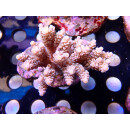 Acropora tenuis Bali Farmzucht