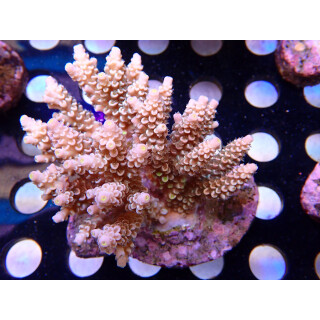 Acropora tenuis Bali Farmzucht