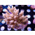 Acropora tenuis Bali Farmzucht