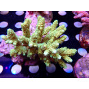 Acropora millepora Bali Farmzucht